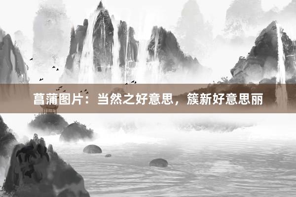 菖蒲图片：当然之好意思，簇新好意思丽